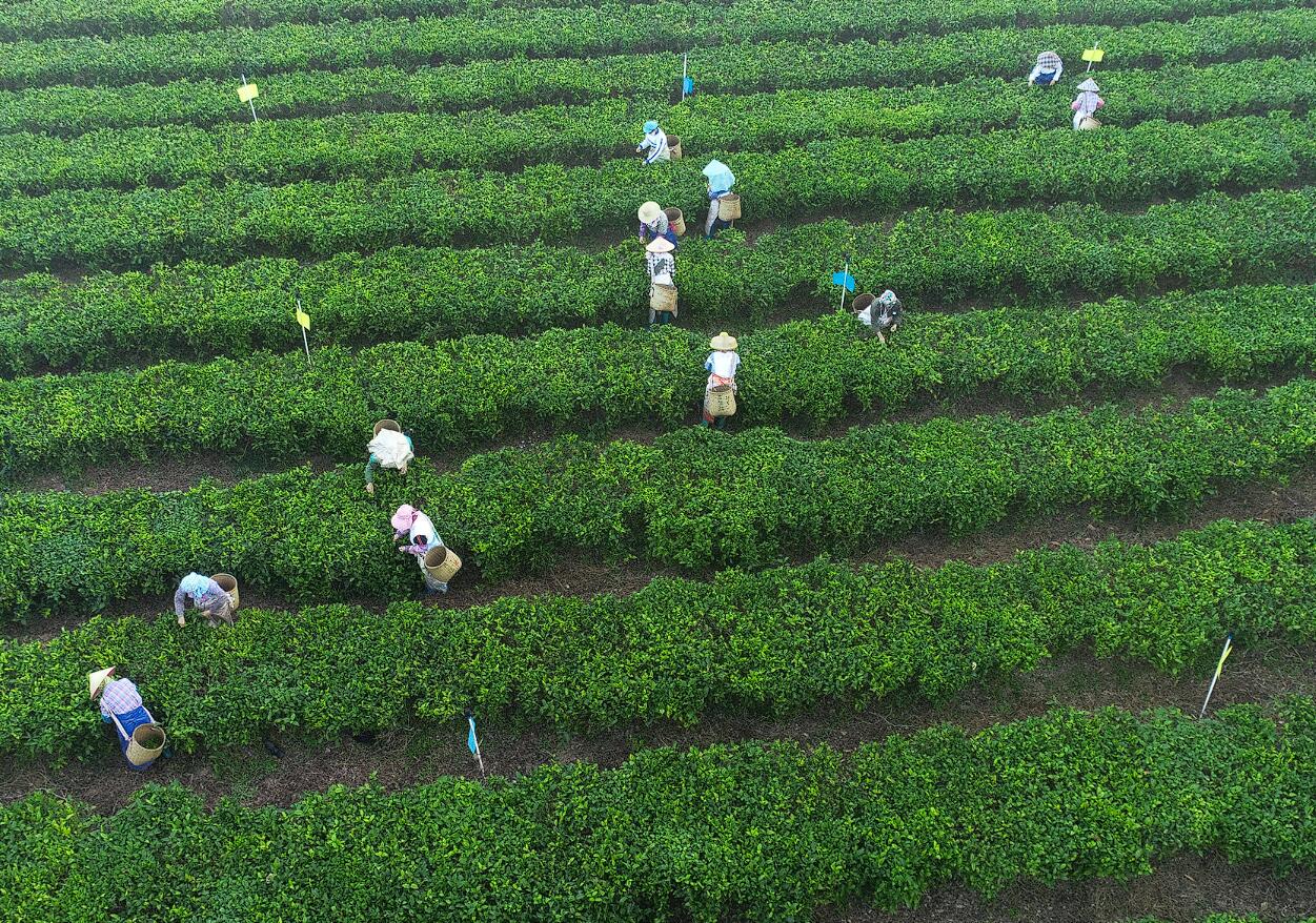 平和县「白芽奇兰」茶非常精细的传统工艺制作