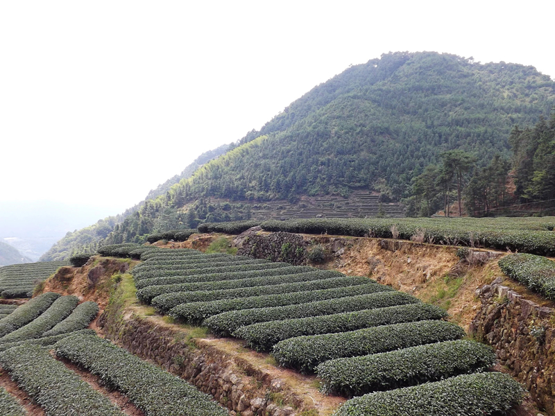平和县的特产福建乌龙茶-白芽奇兰