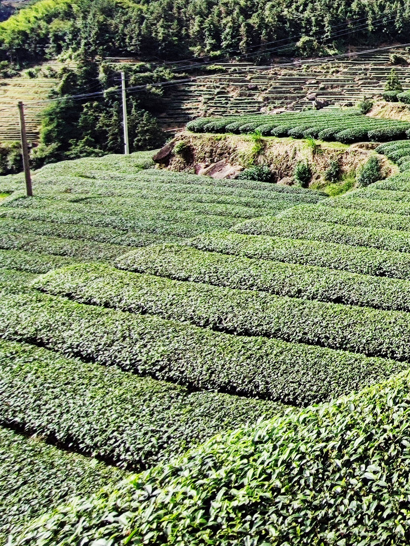 中国国茶-安溪铁观音的醇厚茶香
