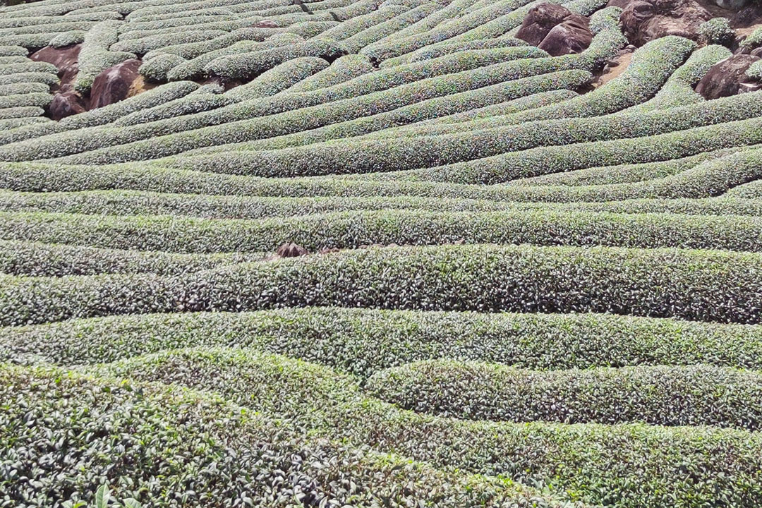大芹山高山白芽奇兰茶：山林间的茶香奇迹