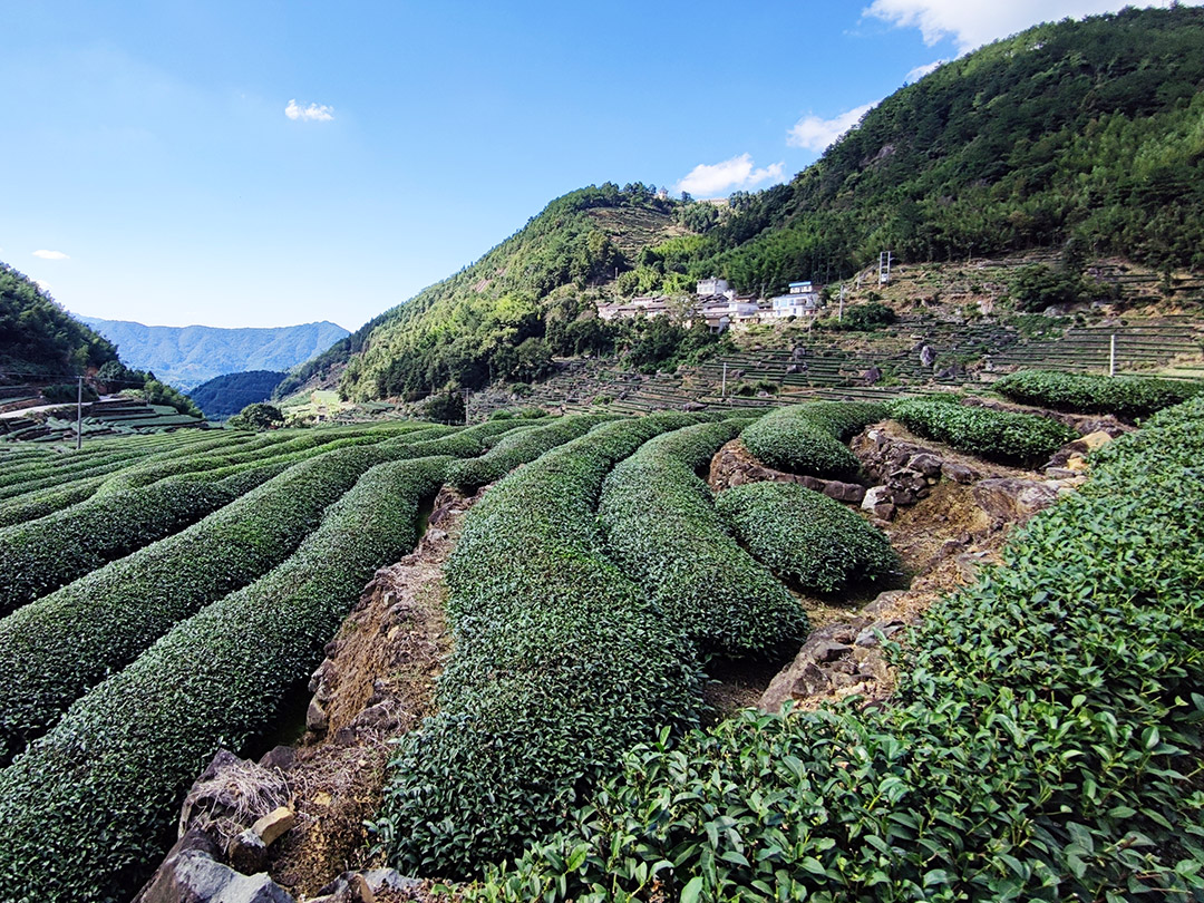 安溪铁观音之旅：品味茶香，探寻美妙世界