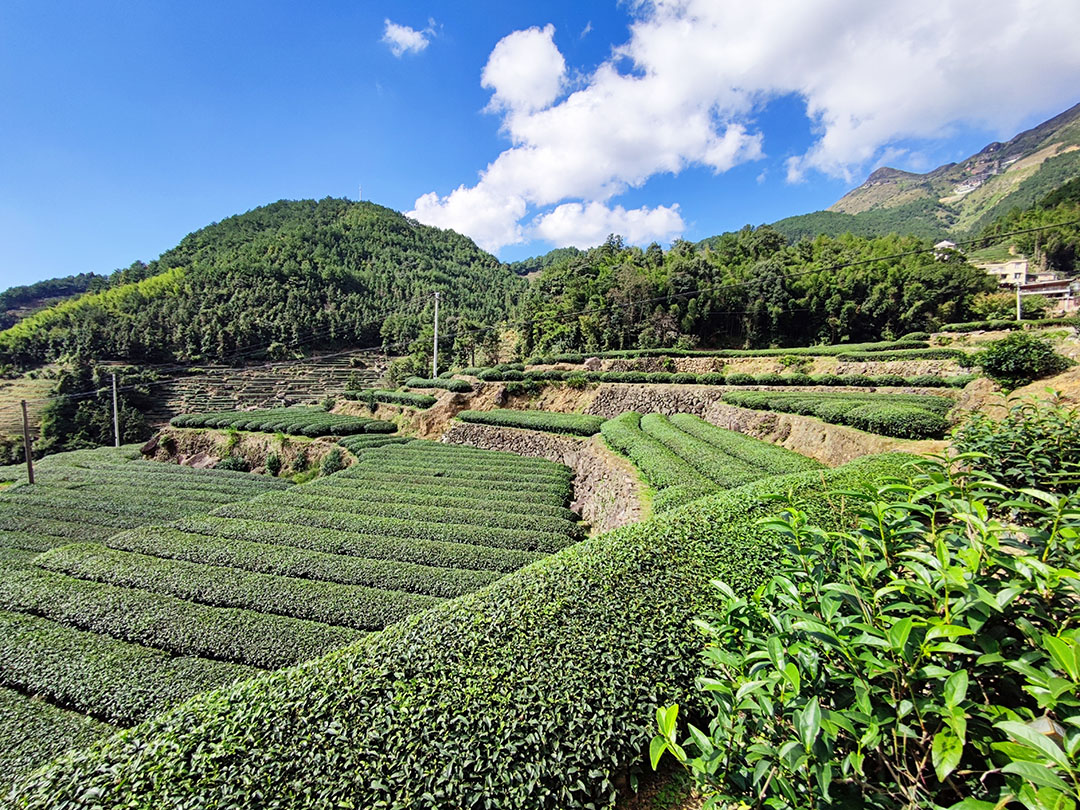 平和白芽奇兰：大芹山高山茶的芳香之旅