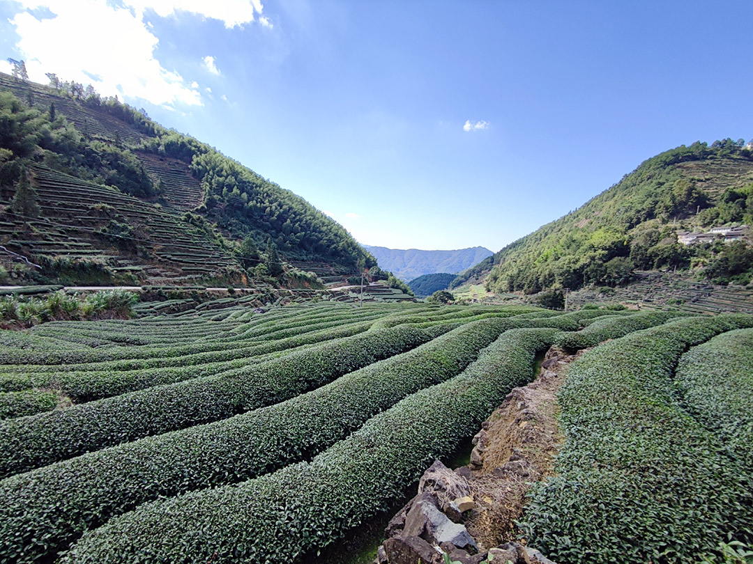 高山茶的奇妙之旅：探索大芹山的美妙世界