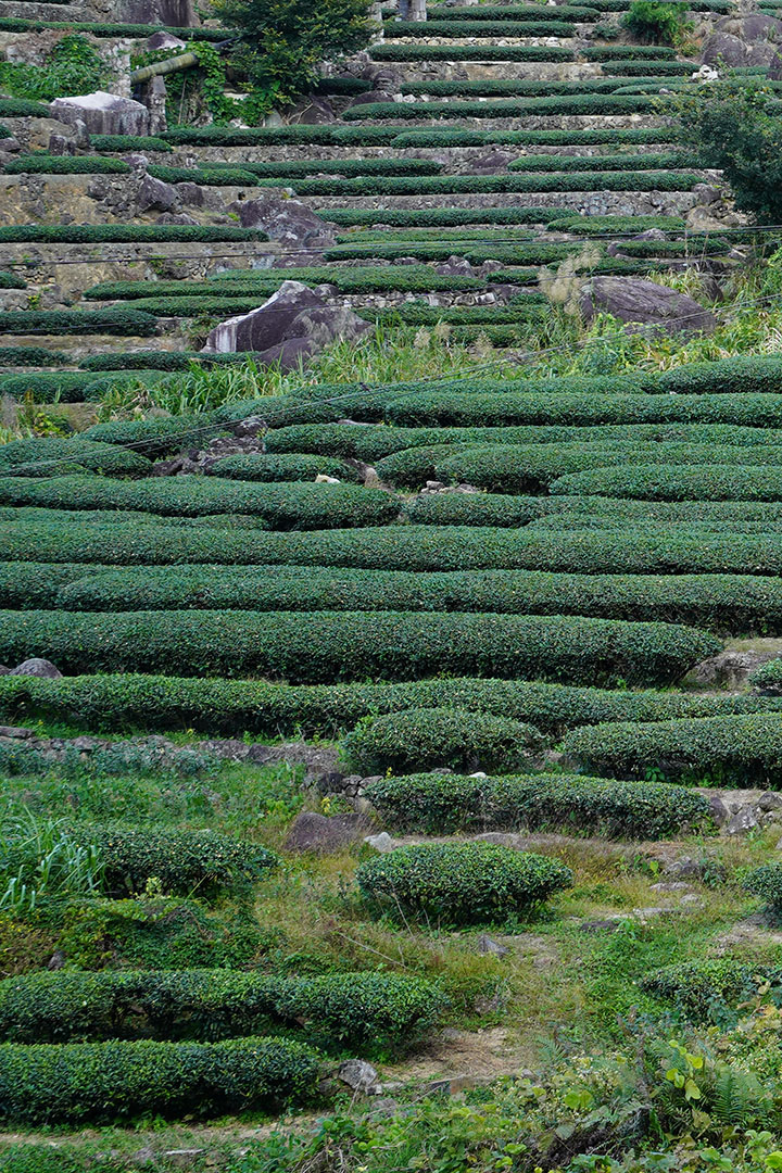 乌龙茶行业市场现状及发展趋势分析