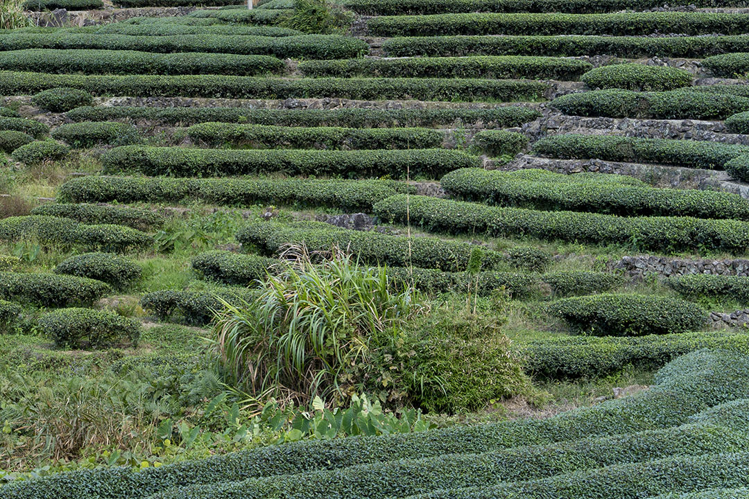 乌龙茶行业迎来新的发展机遇