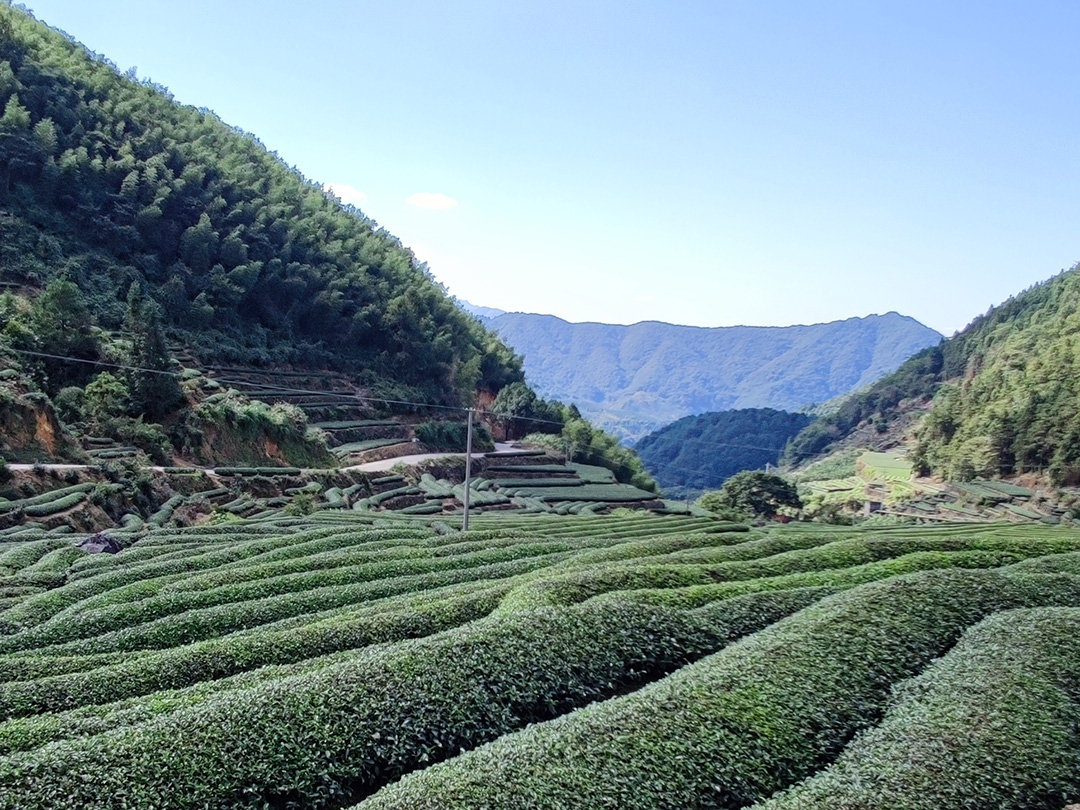 饮茶之道,清香溢远-白芽奇兰茶的起源与发展！