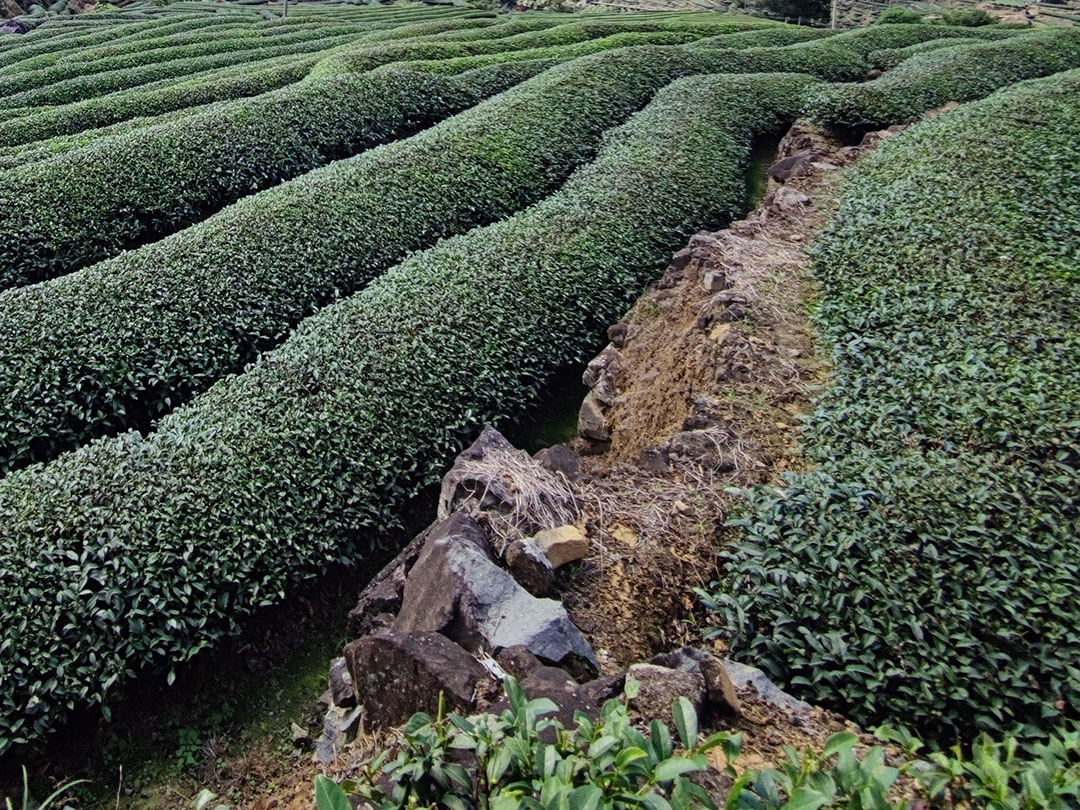 2024年铁观音茶市场前景预测分析-发展趋势备受关注